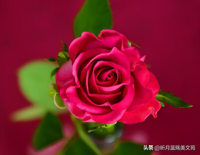 有你真好，有你真好的唯美句子（岁月匆匆，世间有你真好图片）