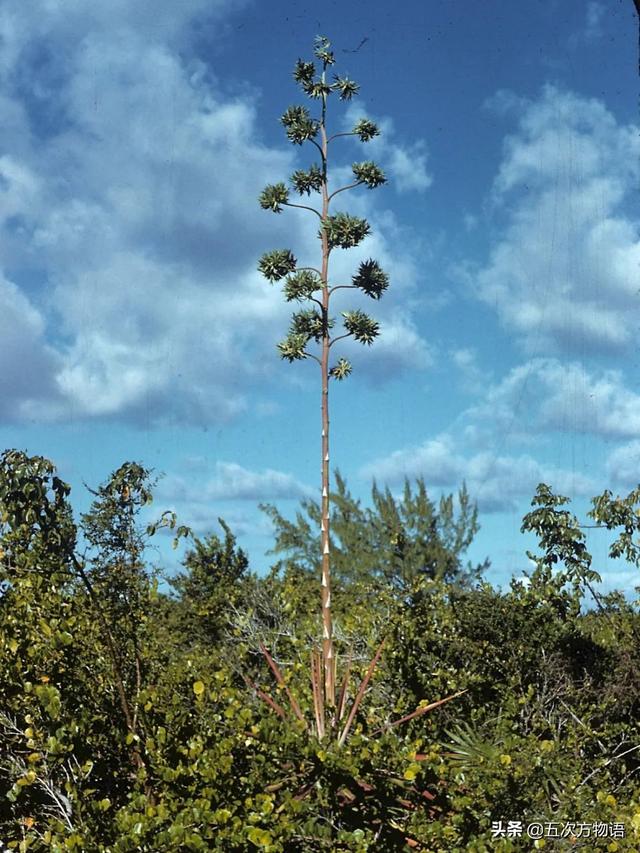 五蠹是哪五个，指的是哪五蠹？之首是儒术吗（中国麻类作物大全）