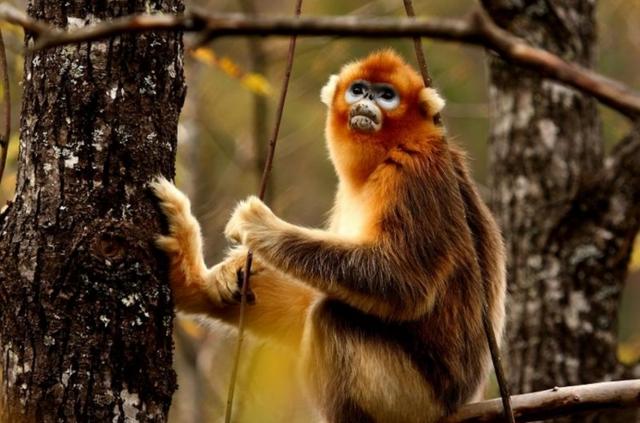 金丝猴外形特点，金丝猴的外表（神农架“野人”会是它吗）