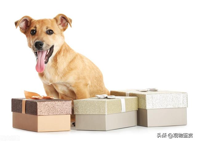 独一无二的狗狗名字，狗狗改什么名字好听又旺家（可以取个独特、好听的名字）