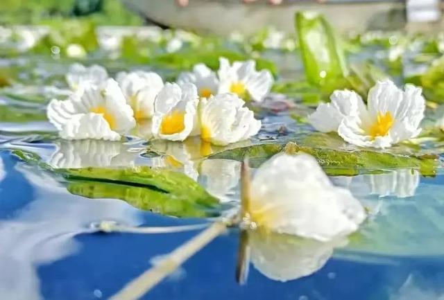 水性杨花是什么意思，海菜花为啥叫水性杨花（与“水性杨花”来场美妙的邂逅吧）
