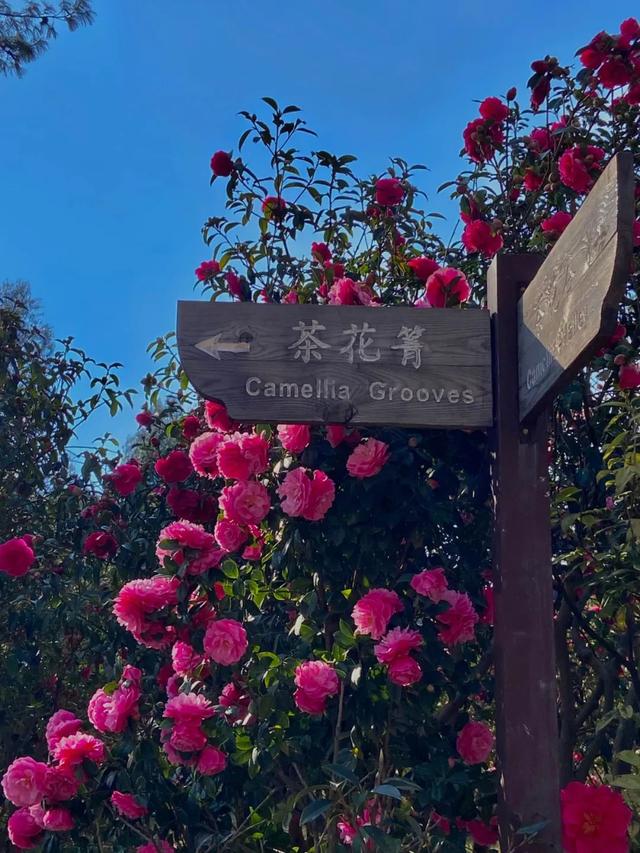 大理市春季赏花去哪里，大理开花季节（春之大理，与茶花“约会”）