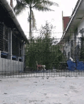 壁虎能长多大，为什么家里有壁虎一定要打死（“以为买了个壁虎）