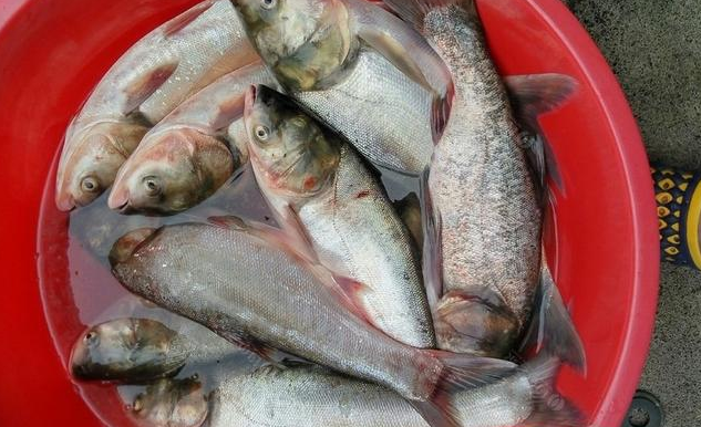秋季钓鲢鳙实战技巧视频：高效诱鱼、精准打窝、轻松上钩全攻略