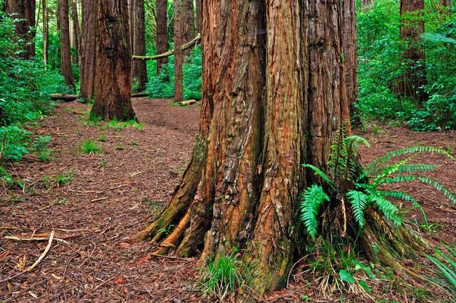 世界上最高的地方，比珠穆朗玛峰还高的山（‖美国加州红杉树‖巨树国家公园）