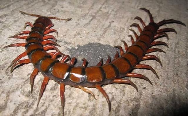 世界上最大的蜈蚣，世界最大的蜈蚣有多大（中国海关查获5条海外“巨型”蜈蚣）