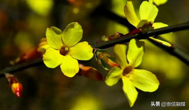 小黄花是什么，谁才是真正的迎春