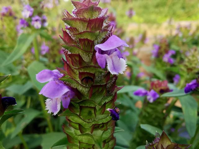 中药夏枯草的功用！，夏枯草中药的作用（本草集——夏枯草）