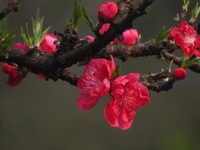 最美的红色桃花图片图片