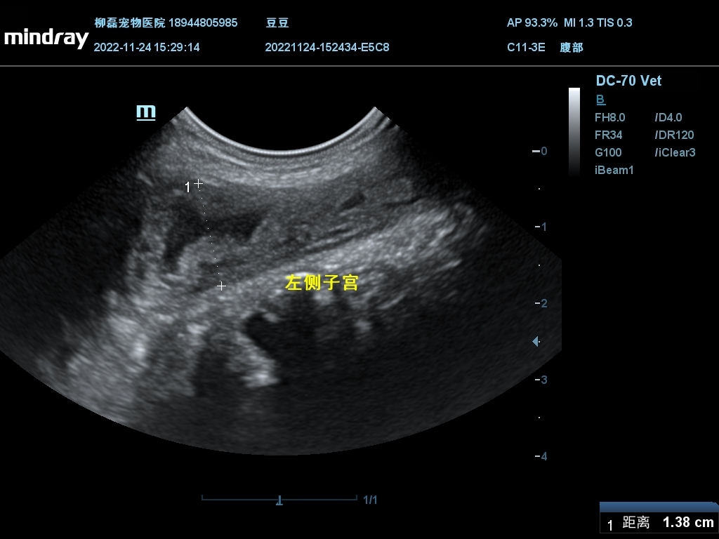 泰迪狗腹部积水成活率多少（泰迪腹水怎么办）