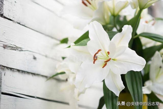 百合花象征着什么，百合花象征什么（它神奇的药用功效你是不是还不知道）