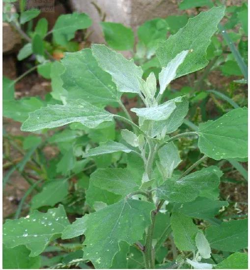 农村常见100种野菜名单及图片，可以食用的野菜有哪些名字