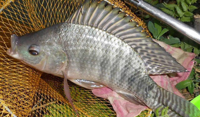 最常见的淡水鱼都有哪种，最常见的淡水鱼