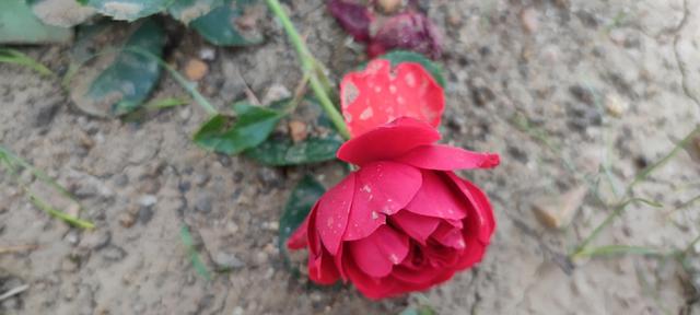 免打扰模式怎么设置，手机免打扰模式在哪里设置（手机免打扰模式开启）