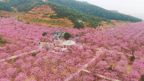 广州出发-江门1天游，打卡紫花风铃花海+彩虹村+三十三墟街
