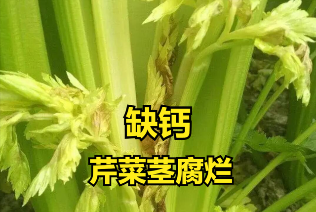 植物的茎具有什么作用，植物的茎具有的作用（根系和茎扮演了什么角色）