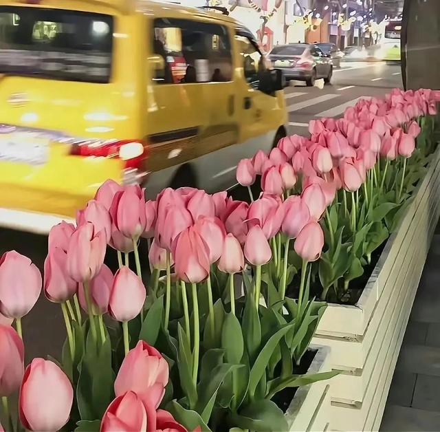 适合中年人的头像，中年人头像?微信（适合老年人的头像）