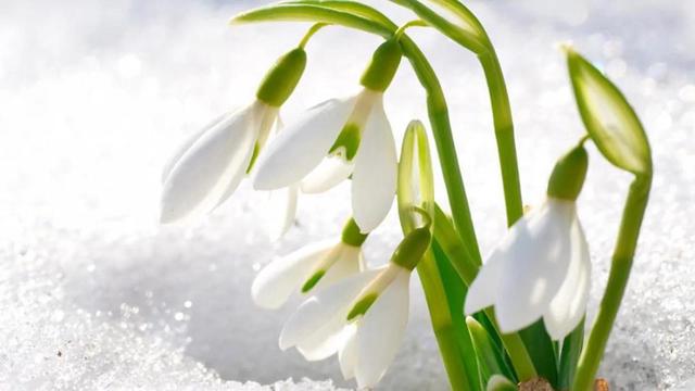 雪滴花的花语，全球最漂亮罕见的花（蕊绽凌雪寒。心香含情诉）