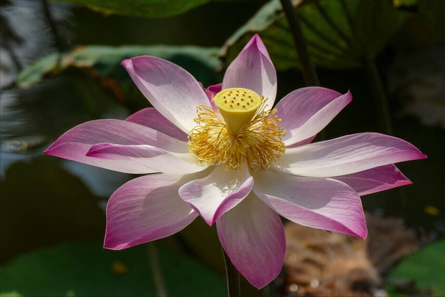 明日大暑要吃什么，这7种传统食物要记得吃（老传统要“夏补”）