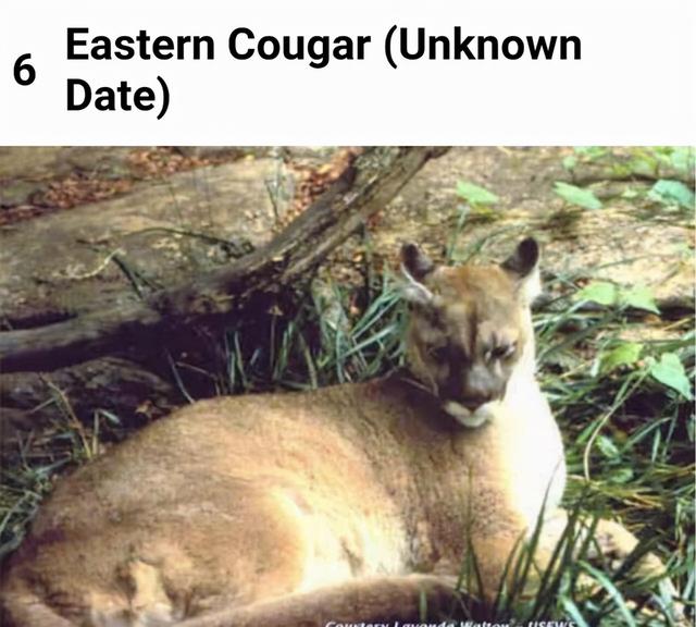 世界灭绝的动物名单，世界灭绝的动物名单网站（30张活久未见的照片）