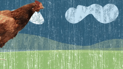 鸡胸肉（鸡胸肉烘干，终于找到了问题的根源（蒸鸡胸肉和水煮鸡胸肉哪个好）