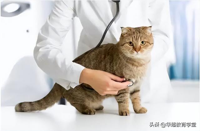 宠物医师资格证应该怎么考，宠物医师资格证应该怎么考的（2022猫猫狗狗的宠物行业最紧俏）