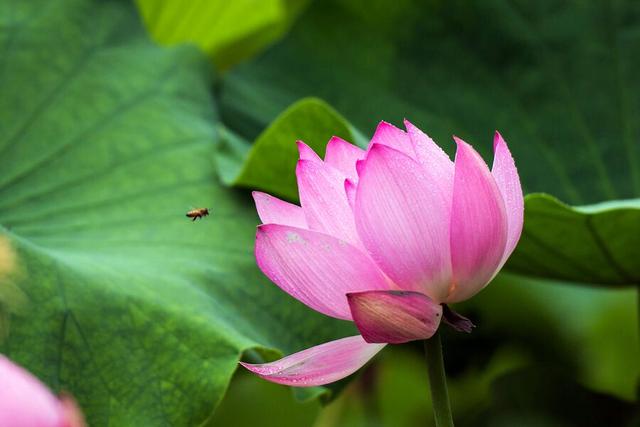 荷花是代表什么精神，荷花是代表什么精神的人（荷花因高洁为贵，人因善良为诚）