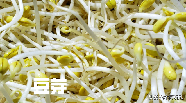 黄豆芽怎么发豆芽的步骤，生豆芽机器多少钱一台（发豆芽的简单方法）