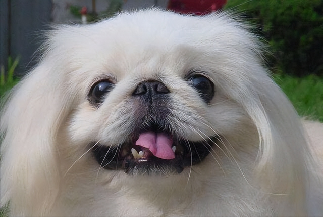 北京京巴狗,先了解它的优缺点(北京京巴狗多少钱)