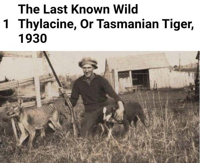 世界灭绝的动物名单，世界灭绝的动物名单网站（30张活久未见的照片）