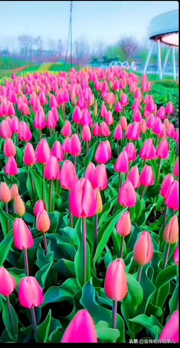 适合做微信头像的花朵图片，微信头像风景花朵图片     春暖花开（春暖花开的季节，美如仙境）