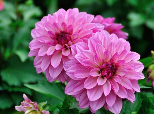 格局大必成大器的星座女，又美又有气质又强大的星座女（有容人之量的星座）