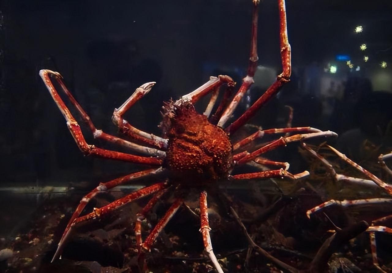 日本惊现四米长变异鲨鱼，寿命可达百年，引发海洋生态关注与热议