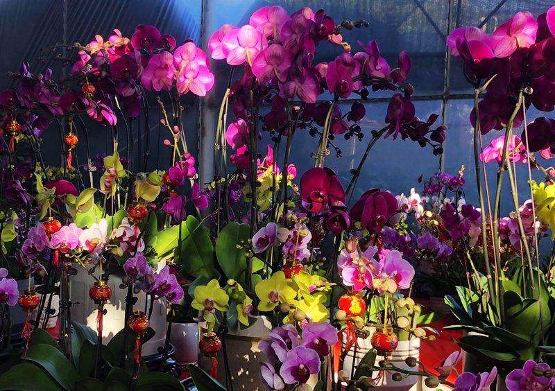 麒麟花的寓意是什么，客厅摆放麒麟的图片（海南迎春花市年味渐浓）