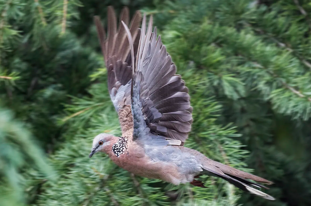 关关雎鸠是成语吗，“关关雎鸠”（为何说吃它的肉会有很大的危害）