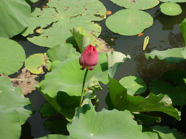 描述拙政园里的石舫，对拙政园的描写（金秋荷香——苏州拙政园<十>）