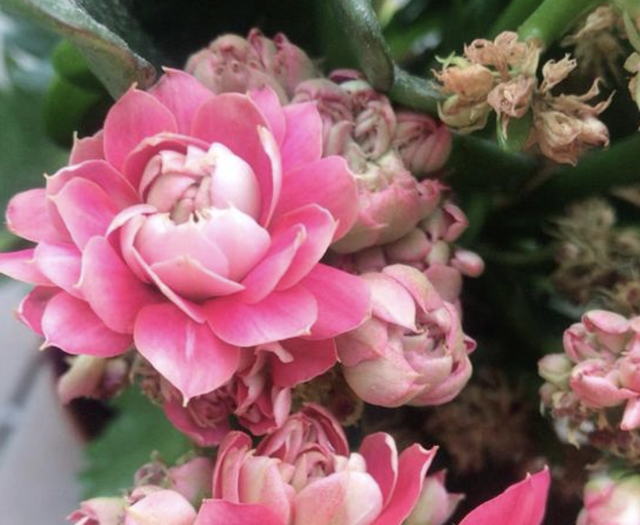 巴西木花语和寓意，巴西木开花的花语（养2盆镇宅、旺家）