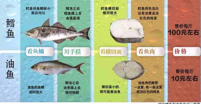 鳕鱼和油鱼怎么区分图片