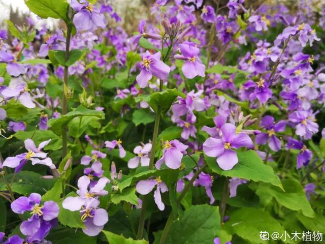 春天丛生的开花植物，50种花春天播种