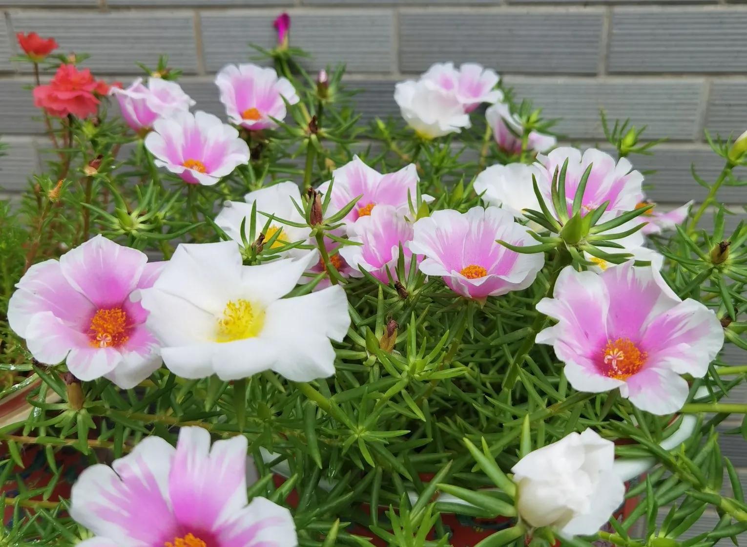 夏天常见的花有哪些，夏天常见的花有哪些花开（那些夏日花园里开得灿烂的耐热花卉）