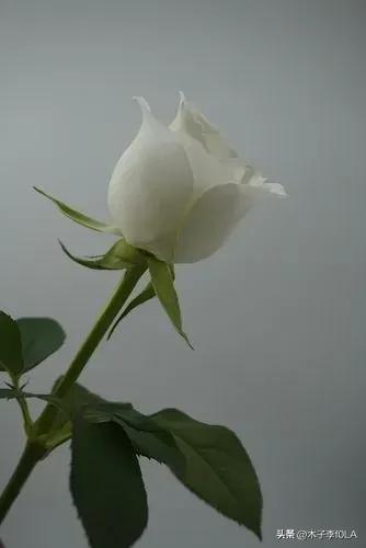 白玫瑰的花语是什么，白玫瑰花语是什么（我足以与你相配）