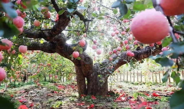 怎么介绍苹果树 苹果树介绍，怎么介绍苹果树（苹果树丨各具形态、恣意生长、绚烂而又朴实的一生）