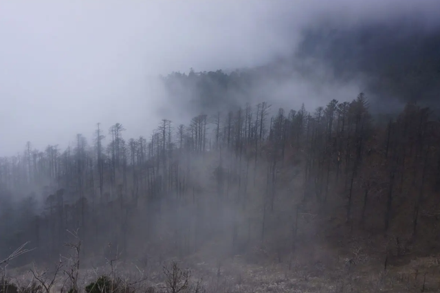 黑竹沟在四川的哪里，四川黑竹沟景区在哪里（诡异的四川禁地“黑竹沟”）