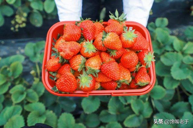 中国哪里盛产草莓啊，中国哪里产的草莓最好吃（这8个地方比较出名）