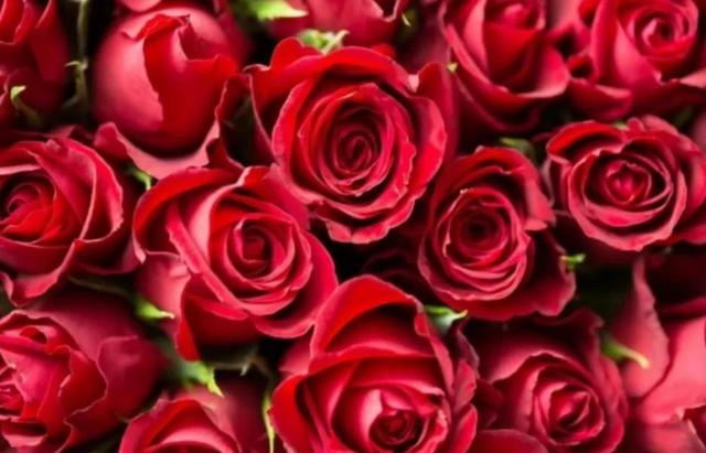 玫瑰的花语是什么，玫瑰花的花语和寓意是什么（生活中常见花朵的花语是什么）