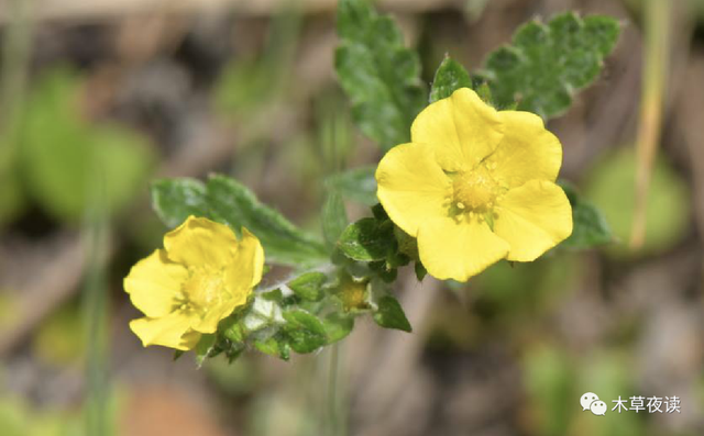 那些四月里开出绚烂花儿的野生植物们，四月有什么花开花