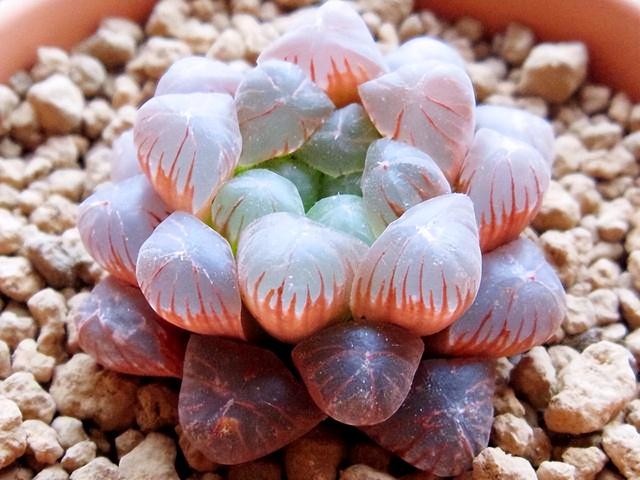 黑肌玉露的养殖和注意事项,黑肌玉露几个品种(那么这"10种普通货")