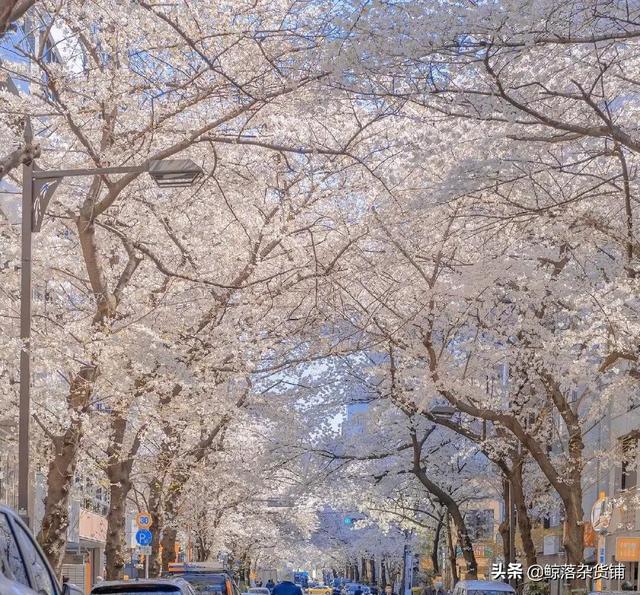 山林不向四季起誓，枯荣随缘，山林不向四季起誓,荣枯随缘意思（山林不向四季起誓，荣枯随缘图片）