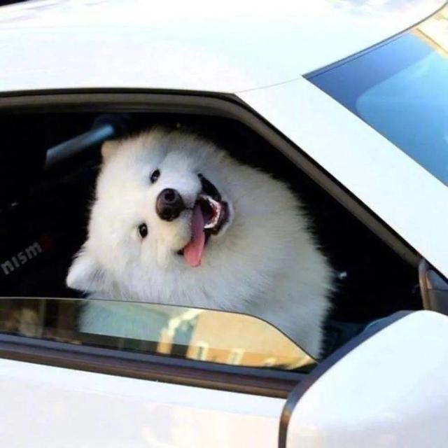 搞怪动物表情包，微信头像，搞怪动物表情包（收集一些搞怪的动物头像）