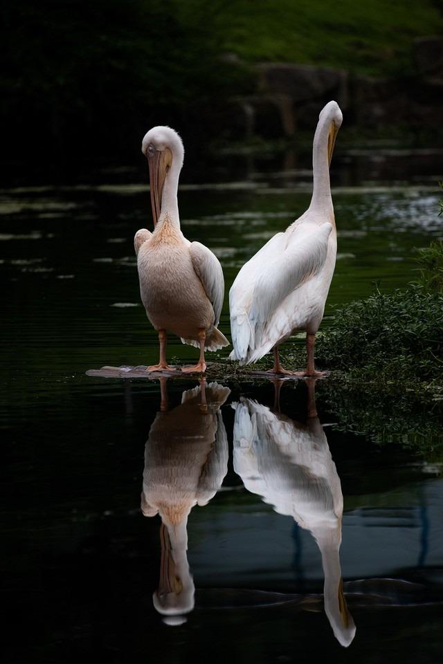 入门级的微单相机哪个好，佳能全画幅微单应该如何选择